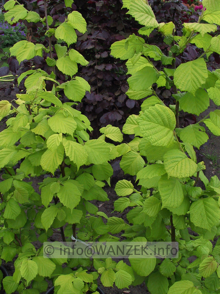 Corylus avellana Aurea.JPG